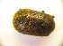  ( - BC ZSM COL 01842)  @11 [ ] CreativeCommons - Attribution Non-Commercial Share-Alike (2010) Stefan Schmidt SNSB, Zoologische Staatssammlung Muenchen