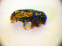  ( - BC ZSM COL 01888)  @12 [ ] CreativeCommons - Attribution Non-Commercial Share-Alike (2010) Stefan Schmidt SNSB, Zoologische Staatssammlung Muenchen