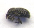  (Anoplus setulosus - BC ZSM COLA 00103)  @12 [ ] CreativeCommons - Attribution Non-Commercial Share-Alike (2010) Unspecified SNSB, Zoologische Staatssammlung Muenchen