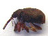  ( - BC ZSM COLA 00105)  @12 [ ] CreativeCommons - Attribution Non-Commercial Share-Alike (2010) Unspecified SNSB, Zoologische Staatssammlung Muenchen