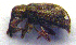  ( - BC ZSM COLA 00125)  @11 [ ] CreativeCommons - Attribution Non-Commercial Share-Alike (2010) Unspecified SNSB, Zoologische Staatssammlung Muenchen