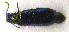  ( - BC ZSM COLA 00130)  @11 [ ] CreativeCommons - Attribution Non-Commercial Share-Alike (2010) Unspecified SNSB, Zoologische Staatssammlung Muenchen