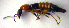  ( - BC ZSM COLA 00135)  @11 [ ] CreativeCommons - Attribution Non-Commercial Share-Alike (2010) Unspecified SNSB, Zoologische Staatssammlung Muenchen