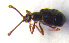  ( - BC ZSM COLA 00146)  @12 [ ] CreativeCommons - Attribution Non-Commercial Share-Alike (2010) Unspecified SNSB, Zoologische Staatssammlung Muenchen