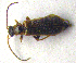  ( - BC ZSM COLA 00148)  @11 [ ] CreativeCommons - Attribution Non-Commercial Share-Alike (2010) Unspecified SNSB, Zoologische Staatssammlung Muenchen