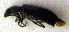  ( - BC ZSM COLA 00151)  @12 [ ] CreativeCommons - Attribution Non-Commercial Share-Alike (2010) Unspecified SNSB, Zoologische Staatssammlung Muenchen