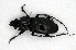  ( - BC ZSM COLA 00185)  @13 [ ] CreativeCommons - Attribution Non-Commercial Share-Alike (2010) Unspecified SNSB, Zoologische Staatssammlung Muenchen