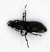  ( - BC ZSM COLA 00186)  @12 [ ] CreativeCommons - Attribution Non-Commercial Share-Alike (2010) Unspecified SNSB, Zoologische Staatssammlung Muenchen