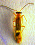  ( - BC ZSM COL 01145)  @12 [ ] CreativeCommons - Attribution Non-Commercial Share-Alike (2010) Stefan Schmidt SNSB, Zoologische Staatssammlung Muenchen