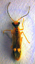  ( - BC ZSM COL 01146)  @12 [ ] CreativeCommons - Attribution Non-Commercial Share-Alike (2010) Stefan Schmidt SNSB, Zoologische Staatssammlung Muenchen