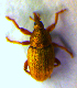  ( - BC ZSM COL 01172)  @13 [ ] CreativeCommons - Attribution Non-Commercial Share-Alike (2010) Stefan Schmidt SNSB, Zoologische Staatssammlung Muenchen