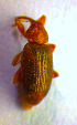  ( - BC ZSM COL 01185)  @12 [ ] CreativeCommons - Attribution Non-Commercial Share-Alike (2010) Stefan Schmidt SNSB, Zoologische Staatssammlung Muenchen