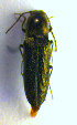  ( - BC ZSM COL 01189)  @12 [ ] CreativeCommons - Attribution Non-Commercial Share-Alike (2010) Stefan Schmidt SNSB, Zoologische Staatssammlung Muenchen