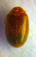  ( - BC ZSM COL 01210)  @12 [ ] CreativeCommons - Attribution Non-Commercial Share-Alike (2010) Stefan Schmidt SNSB, Zoologische Staatssammlung Muenchen