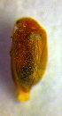  ( - BC ZSM COL 01211)  @12 [ ] CreativeCommons - Attribution Non-Commercial Share-Alike (2010) Stefan Schmidt SNSB, Zoologische Staatssammlung Muenchen