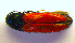  ( - BC ZSM COL 01219)  @13 [ ] CreativeCommons - Attribution Non-Commercial Share-Alike (2010) Stefan Schmidt SNSB, Zoologische Staatssammlung Muenchen