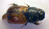  ( - BC ZSM COL 01227)  @13 [ ] CreativeCommons - Attribution Non-Commercial Share-Alike (2010) Stefan Schmidt SNSB, Zoologische Staatssammlung Muenchen
