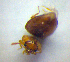  ( - BC ZSM COL 01232)  @11 [ ] CreativeCommons - Attribution Non-Commercial Share-Alike (2010) Stefan Schmidt SNSB, Zoologische Staatssammlung Muenchen