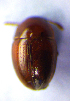 (Leiodes gyllenhalii - BC ZSM COL 01908)  @12 [ ] CreativeCommons - Attribution Non-Commercial Share-Alike (2010) Stefan Schmidt SNSB, Zoologische Staatssammlung Muenchen