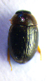  ( - BC ZSM COL 01935)  @12 [ ] CreativeCommons - Attribution Non-Commercial Share-Alike (2010) Stefan Schmidt SNSB, Zoologische Staatssammlung Muenchen