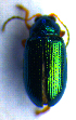  ( - BC ZSM COL 01999)  @12 [ ] CreativeCommons - Attribution Non-Commercial Share-Alike (2010) Stefan Schmidt SNSB, Zoologische Staatssammlung Muenchen