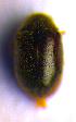  ( - BC ZSM COL 02063)  @12 [ ] CreativeCommons - Attribution Non-Commercial Share-Alike (2010) Stefan Schmidt SNSB, Zoologische Staatssammlung Muenchen