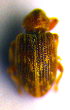  ( - BC ZSM COL 02072)  @11 [ ] CreativeCommons - Attribution Non-Commercial Share-Alike (2010) Stefan Schmidt SNSB, Zoologische Staatssammlung Muenchen