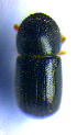  ( - BC ZSM COL 02101)  @12 [ ] CreativeCommons - Attribution Non-Commercial Share-Alike (2010) Stefan Schmidt SNSB, Zoologische Staatssammlung Muenchen