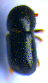  ( - BC ZSM COL 02102)  @12 [ ] CreativeCommons - Attribution Non-Commercial Share-Alike (2010) Stefan Schmidt SNSB, Zoologische Staatssammlung Muenchen