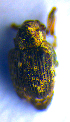  ( - BC ZSM COL 02105)  @12 [ ] CreativeCommons - Attribution Non-Commercial Share-Alike (2010) Stefan Schmidt SNSB, Zoologische Staatssammlung Muenchen