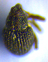  (Rutidosoma - BC ZSM COL 02108)  @12 [ ] CreativeCommons - Attribution Non-Commercial Share-Alike (2010) Stefan Schmidt SNSB, Zoologische Staatssammlung Muenchen