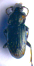  ( - BC ZSM COL 02125)  @12 [ ] CreativeCommons - Attribution Non-Commercial Share-Alike (2010) Stefan Schmidt SNSB, Zoologische Staatssammlung Muenchen