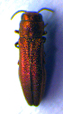  ( - BC ZSM COL 02135)  @13 [ ] CreativeCommons - Attribution Non-Commercial Share-Alike (2010) Stefan Schmidt SNSB, Zoologische Staatssammlung Muenchen