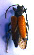  ( - BC ZSM COL 02162)  @11 [ ] CreativeCommons - Attribution Non-Commercial Share-Alike (2010) Stefan Schmidt SNSB, Zoologische Staatssammlung Muenchen