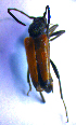  ( - BC ZSM COL 02163)  @11 [ ] CreativeCommons - Attribution Non-Commercial Share-Alike (2010) Stefan Schmidt SNSB, Zoologische Staatssammlung Muenchen