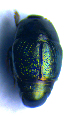  ( - BC ZSM COL 02187)  @12 [ ] CreativeCommons - Attribution Non-Commercial Share-Alike (2010) Stefan Schmidt SNSB, Zoologische Staatssammlung Muenchen