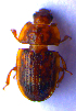  ( - BC ZSM COL 02230)  @11 [ ] CreativeCommons - Attribution Non-Commercial Share-Alike (2010) Stefan Schmidt SNSB, Zoologische Staatssammlung Muenchen