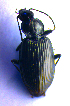  ( - BC ZSM COL 02249)  @12 [ ] CreativeCommons - Attribution Non-Commercial Share-Alike (2010) Stefan Schmidt SNSB, Zoologische Staatssammlung Muenchen