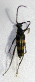  ( - BC ZSM COL 02265)  @12 [ ] CreativeCommons - Attribution Non-Commercial Share-Alike (2010) Stefan Schmidt SNSB, Zoologische Staatssammlung Muenchen