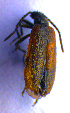  ( - BC ZSM COL 02268)  @12 [ ] CreativeCommons - Attribution Non-Commercial Share-Alike (2010) Stefan Schmidt SNSB, Zoologische Staatssammlung Muenchen