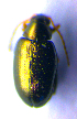  (Psylliodes cuprea - BC ZSM COL 02279)  @12 [ ] CreativeCommons - Attribution Non-Commercial Share-Alike (2010) Stefan Schmidt SNSB, Zoologische Staatssammlung Muenchen