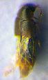  ( - BC ZSM COL 02289)  @12 [ ] CreativeCommons - Attribution Non-Commercial Share-Alike (2010) Axel Hausmann/Bavarian State Collection of Zoology (ZSM) SNSB, Zoologische Staatssammlung Muenchen