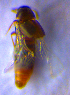  ( - BC ZSM COL 02290)  @12 [ ] CreativeCommons - Attribution Non-Commercial Share-Alike (2010) Axel Hausmann/Bavarian State Collection of Zoology (ZSM) SNSB, Zoologische Staatssammlung Muenchen