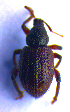  (Caenopsis - BC ZSM COL 02309)  @13 [ ] CreativeCommons - Attribution Non-Commercial Share-Alike (2010) Axel Hausmann/Bavarian State Collection of Zoology (ZSM) SNSB, Zoologische Staatssammlung Muenchen