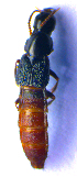  ( - BC ZSM COL 02311)  @11 [ ] CreativeCommons - Attribution Non-Commercial Share-Alike (2010) Axel Hausmann/Bavarian State Collection of Zoology (ZSM) SNSB, Zoologische Staatssammlung Muenchen