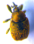  ( - BC ZSM COL 02319)  @13 [ ] CreativeCommons - Attribution Non-Commercial Share-Alike (2010) Axel Hausmann/Bavarian State Collection of Zoology (ZSM) SNSB, Zoologische Staatssammlung Muenchen