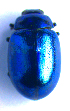  ( - BC ZSM COL 02330)  @13 [ ] CreativeCommons - Attribution Non-Commercial Share-Alike (2010) Axel Hausmann/Bavarian State Collection of Zoology (ZSM) SNSB, Zoologische Staatssammlung Muenchen