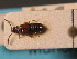  ( - ZSM_COL_CB_007)  @11 [ ] CreativeCommons - Attribution Non-Commercial Share-Alike (2010) Stefan Schmidt SNSB, Zoologische Staatssammlung Muenchen