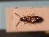  ( - ZSM_COL_CB_008)  @11 [ ] CreativeCommons - Attribution Non-Commercial Share-Alike (2010) Stefan Schmidt SNSB, Zoologische Staatssammlung Muenchen