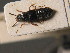  ( - ZSM_COL_CB_010)  @11 [ ] CreativeCommons - Attribution Non-Commercial Share-Alike (2010) Stefan Schmidt SNSB, Zoologische Staatssammlung Muenchen